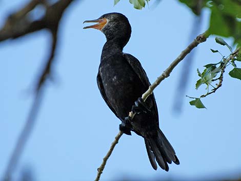 Neotropic Cormorant (Phalacrocorax brasilianus)