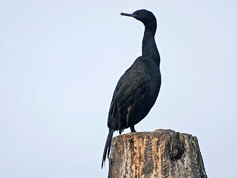 Pelagic Cormorant (Phalacrocorax pelagicus)