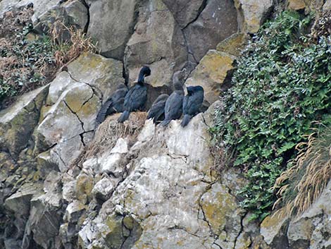 Pelagic Cormorant (Phalacrocorax pelagicus)