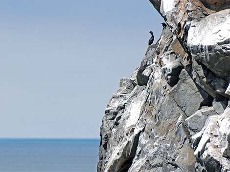 Pelagic Cormorant (Phalacrocorax pelagicus)