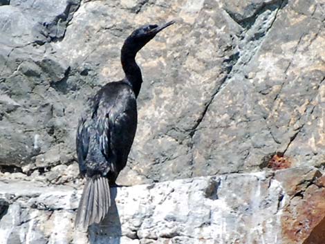 Pelagic Cormorant (Phalacrocorax pelagicus)