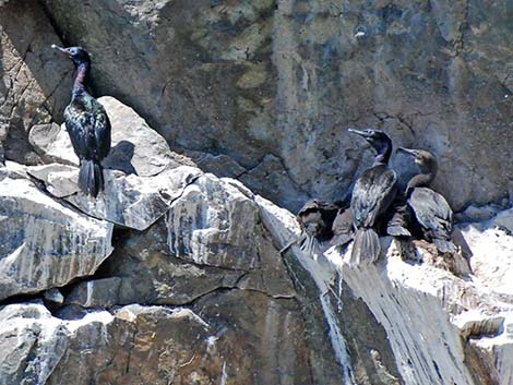 Pelagic Cormorant (Phalacrocorax pelagicus)