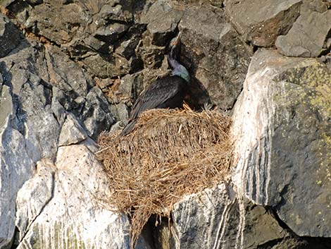 Pelagic Cormorant (Phalacrocorax pelagicus)