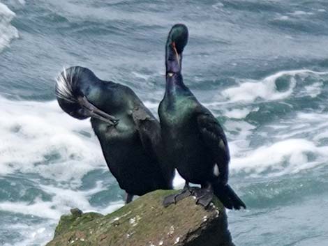 Pelagic Cormorant (Phalacrocorax pelagicus)