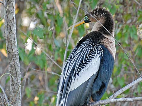 Anhinga (Anhinga anhinga)