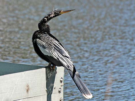 Anhinga (Anhinga anhinga)