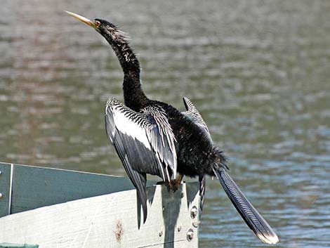 Anhinga (Anhinga anhinga)