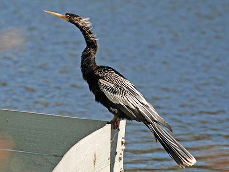 Anhinga (Anhinga anhinga)