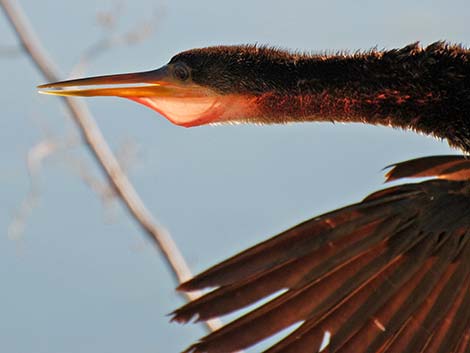 Anhinga (Anhinga anhinga)