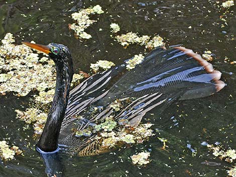 Anhinga (Anhinga anhinga)