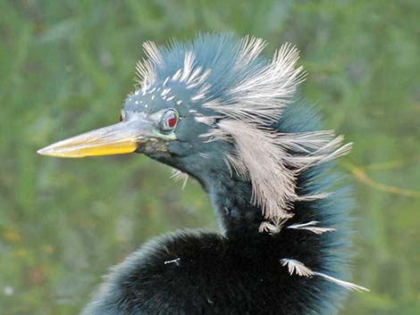 Anhinga (Anhinga anhinga)