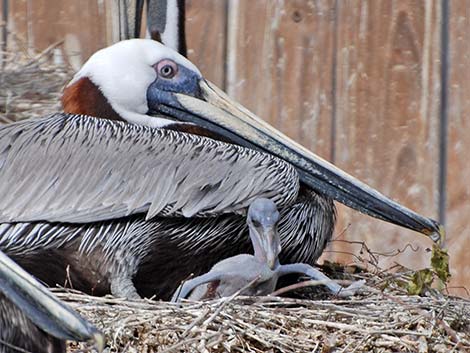 Atlantic Brown Pelican (Pelecanus occidentalis carolinensis)