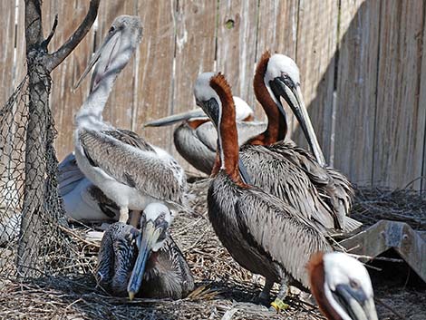 Atlantic Brown Pelican (Pelecanus occidentalis carolinensis)