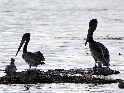 Brown Pelican (Pelecanus occidentalis)