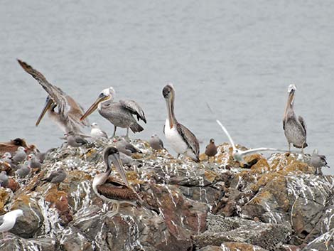 Brown Pelican (Pelecanus occidentalis)