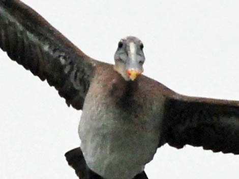 Brown Pelican (Pelecanus occidentalis)