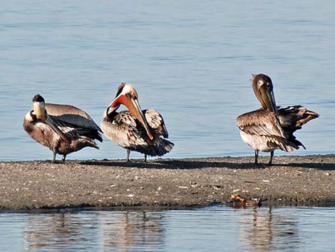 Brown Pelican (Pelecanus occidentalis)