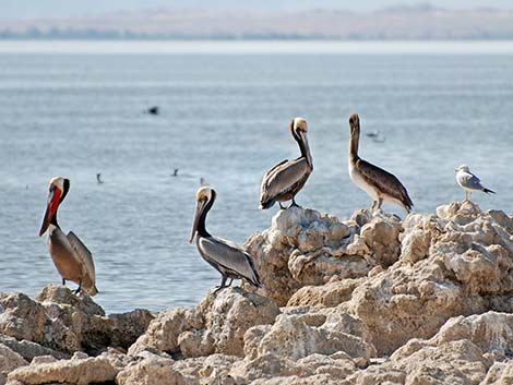 Brown Pelican (Pelecanus occidentalis)