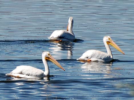 American White Pelican (Pelecanus erythrorhynchos)