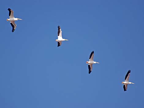 American White Pelican (Pelecanus erythrorhynchos)