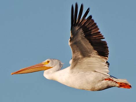 American White Pelican (Pelecanus erythrorhynchos)