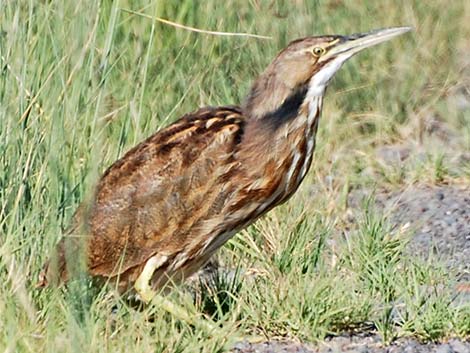 American Bittern (Botaurus lentiginosus)