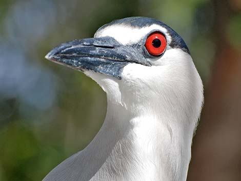 Black-crowned Night-Heron (Nycticorax nycticorax)