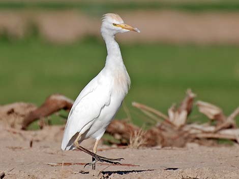 Cattle Egret (Bubulcus ibis)