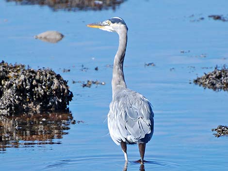 Great Blue Heron (Ardea herodias)