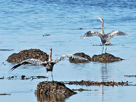 Great Blue Heron (Ardea herodias)