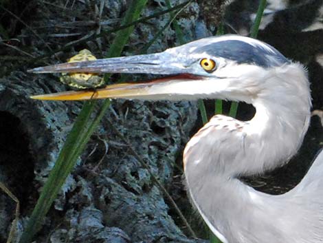 Great Blue Heron (Ardea herodias)