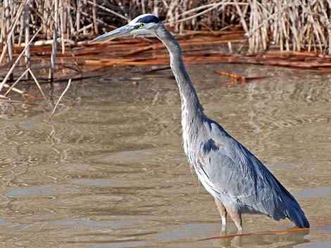 Great Blue Heron (Ardea herodias)