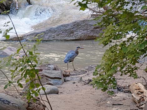 Great Blue Heron (Ardea herodias)