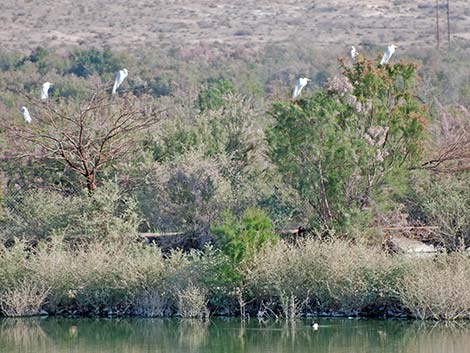 Great Egret (Ardea alba)