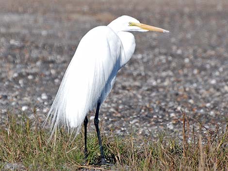 Great Egret (Ardea alba)