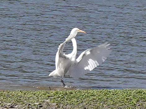 Great Egret (Ardea alba)