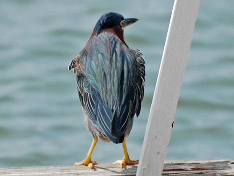 Green Heron (Butorides virescens)