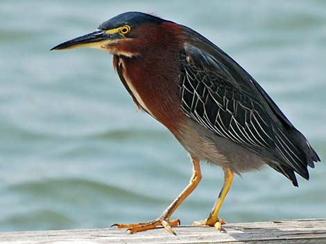 Green Heron (Butorides virescens)