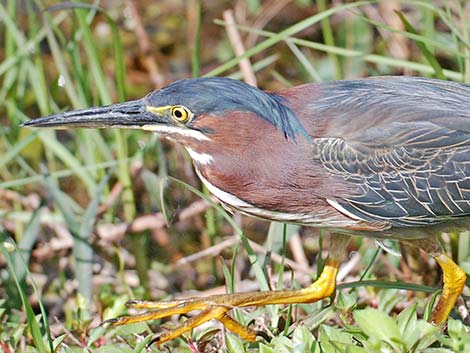 Green Heron (Butorides virescens)