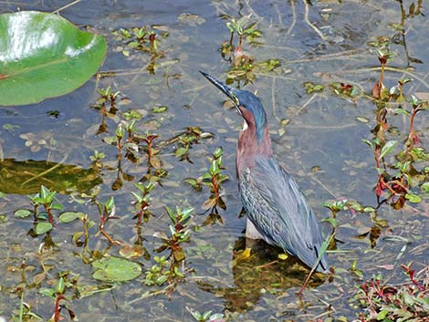 Green Heron (Butorides virescens)