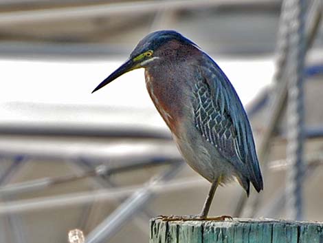 Green Heron (Butorides virescens)