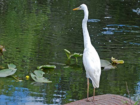 Great White Heron (Ardea herodias occidentalis)