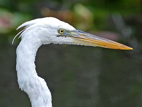 Great White Heron (Ardea herodias occidentalis)