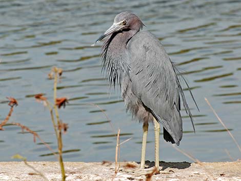 Little Blue Heron (Egretta caerulea)