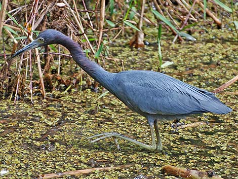 Little Blue Heron (Egretta caerulea)