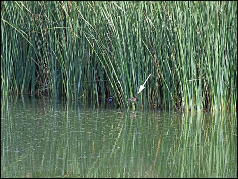 Least Bittern (Ixobrychus exilis)