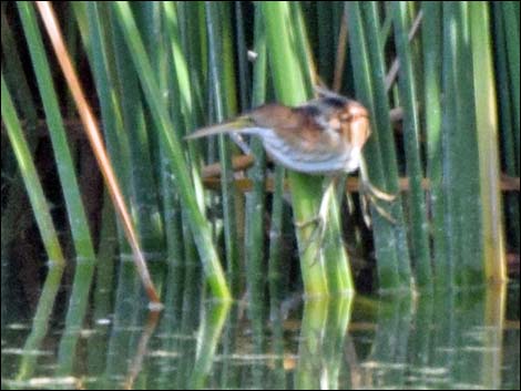 Least Bittern (Ixobrychus exilis)