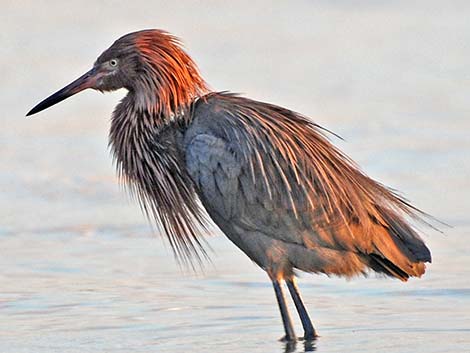 Reddish Egret (Egretta rufescens)