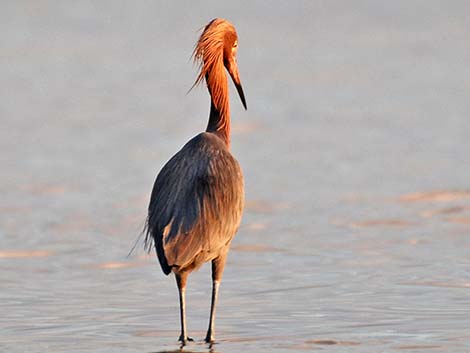 Reddish Egret (Egretta rufescens)