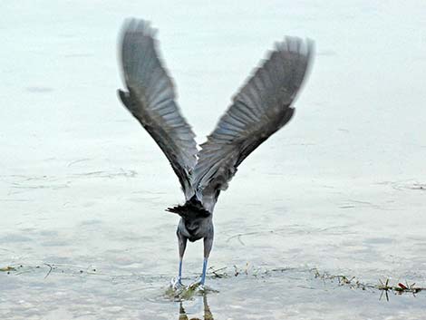 Reddish Egret (Egretta rufescens)